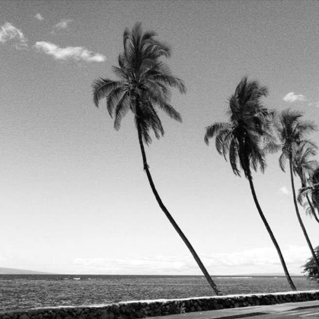 A black and white photo of a row of palm trees along a road near the ocean.